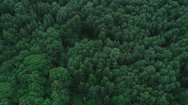 Natural Carbon Sink