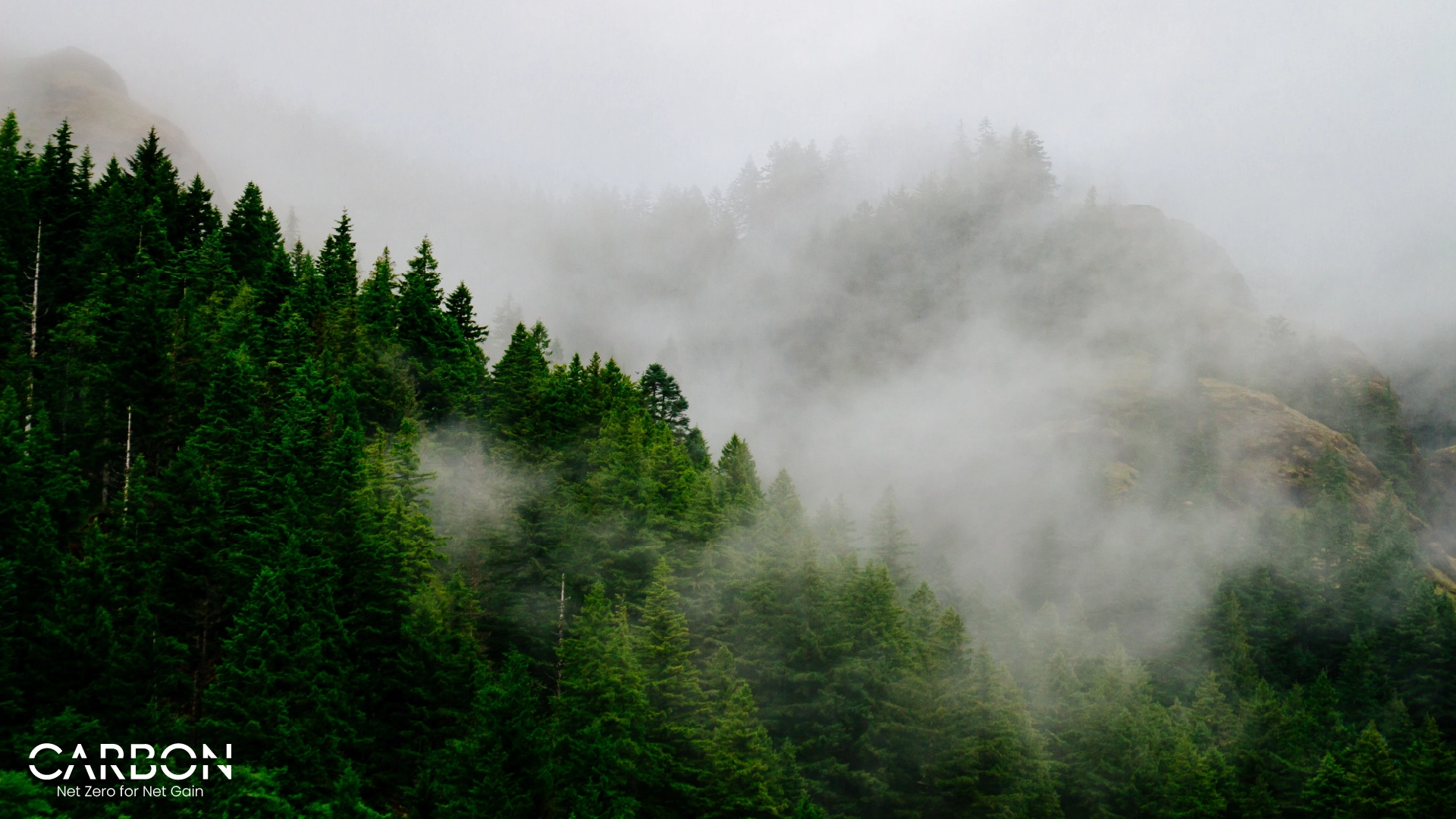 Going Beyond Net-Zero: Nature-Positive in 2025